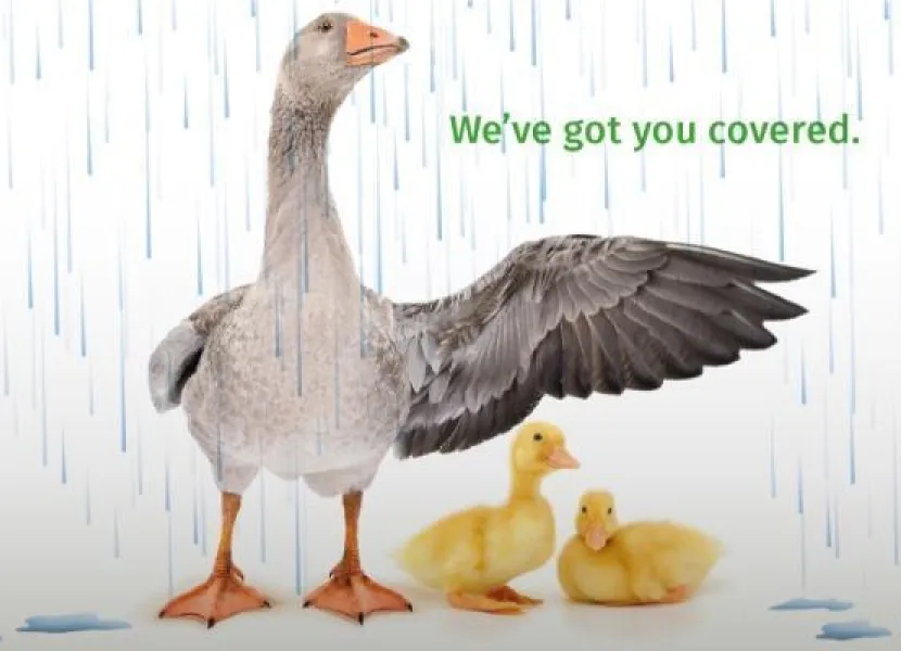 Vermo communication wings it